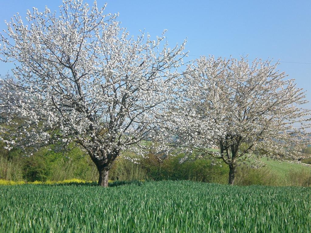 I Ciliegi Bed & Breakfast Osimo Exterior foto