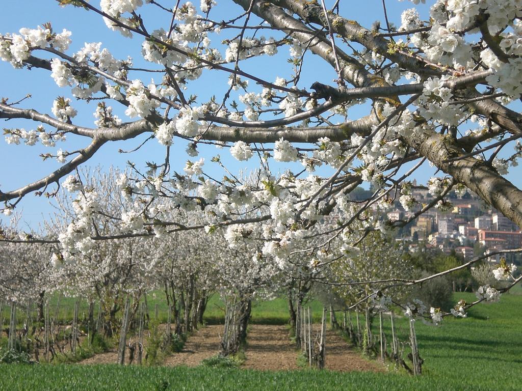 I Ciliegi Bed & Breakfast Osimo Exterior foto