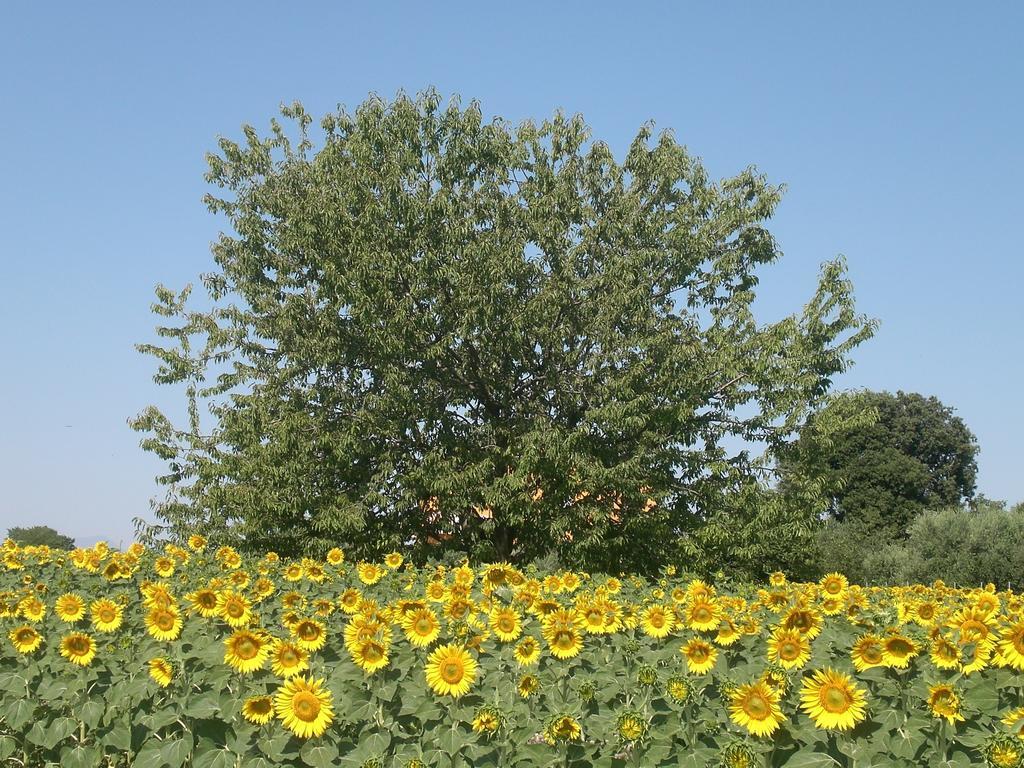 I Ciliegi Bed & Breakfast Osimo Exterior foto