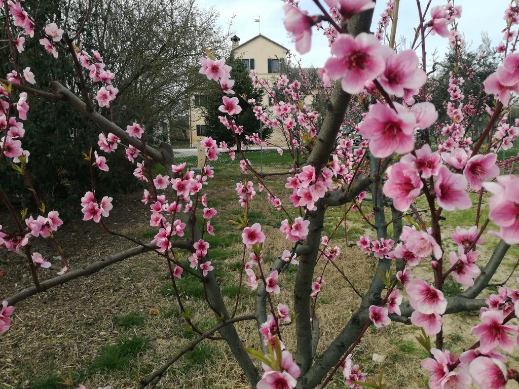I Ciliegi Bed & Breakfast Osimo Exterior foto
