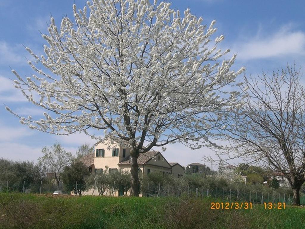 I Ciliegi Bed & Breakfast Osimo Exterior foto